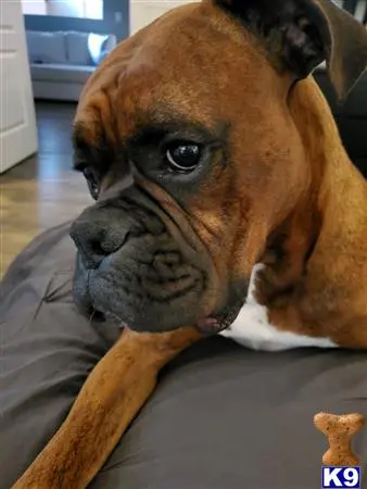 Boxer stud dog