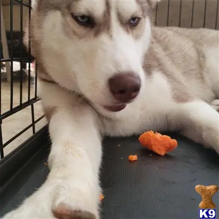 Siberian Husky stud dog