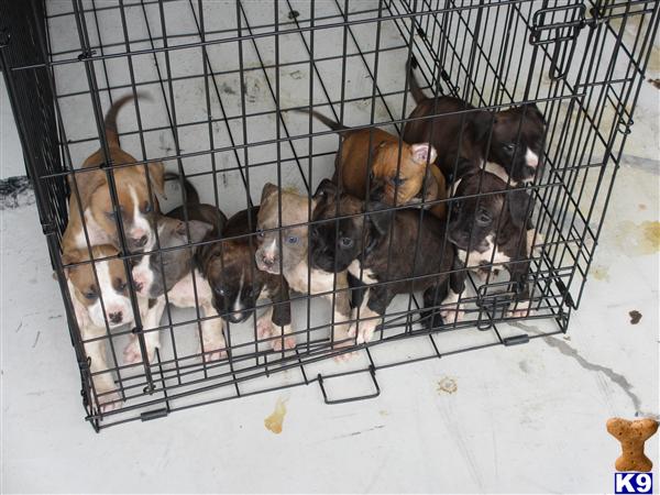 american pit bull puppy posted by dfields5