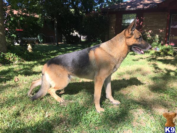 a german shepherd dog standing in a yard