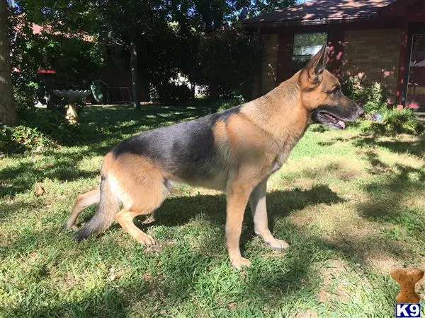 German Shepherd stud dog