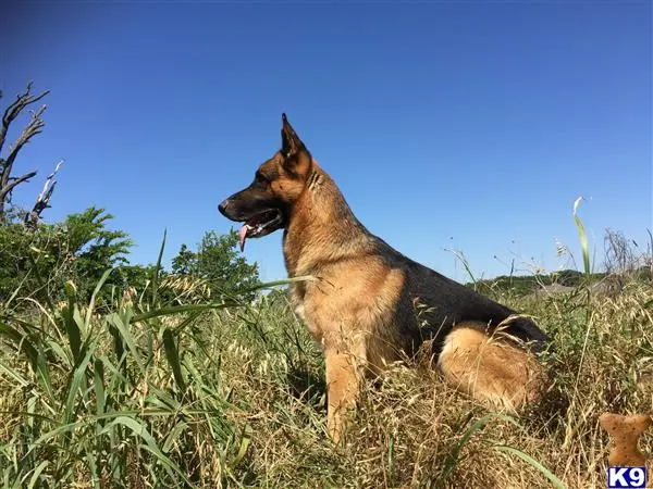 German Shepherd stud dog