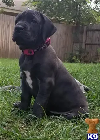 Great Dane puppy for sale