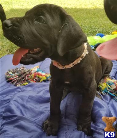 Great Dane dog