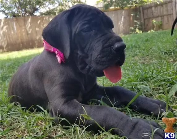 Great Dane puppy for sale