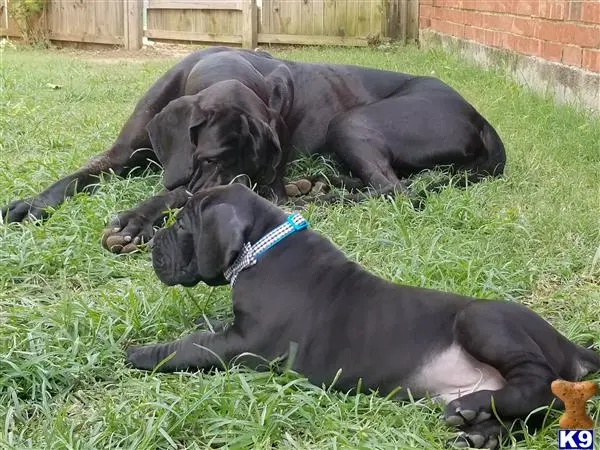 Great Dane puppy for sale