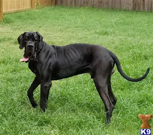 Great Dane stud dog