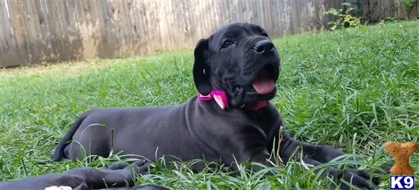 Great Dane puppy for sale