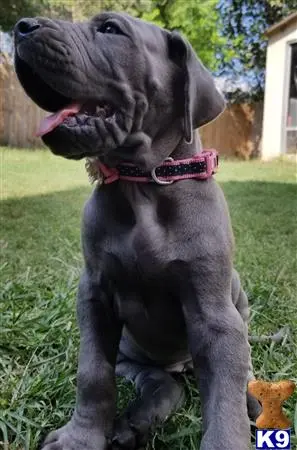 Great Dane puppy for sale