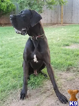 Great Dane stud dog