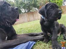 great dane puppy posted by dfwdynamicdanes