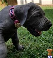 great dane puppy posted by dfwdynamicdanes