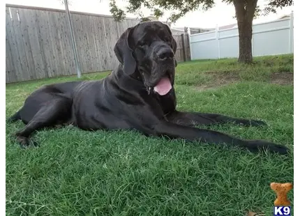 Great Dane