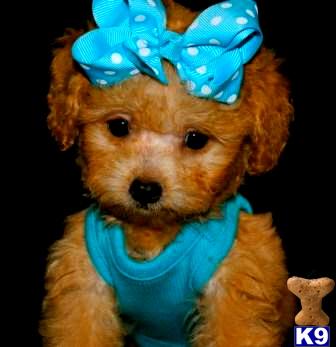 maltipoo puppies for sale in dallas maltipoo puppy for sale golden maltipoo puppies for sale in 6 years maltipoo puppies for sale in dallas maltipoo puppy for sale golden maltipoo puppies for sale in 6 years