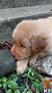 golden retriever puppy posted by dgossman