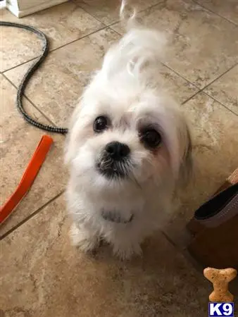 Shih Tzu female dog