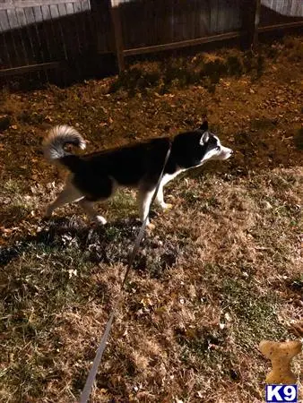 Siberian Husky stud dog