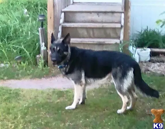 German Shepherd stud dog