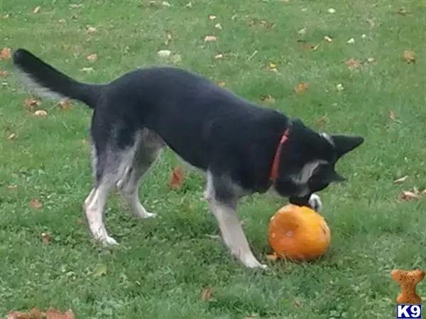 German Shepherd stud dog