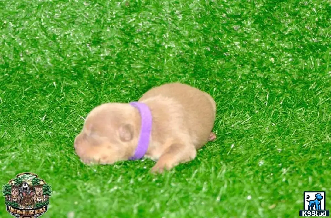 American Bully puppy for sale: a piglet on grass