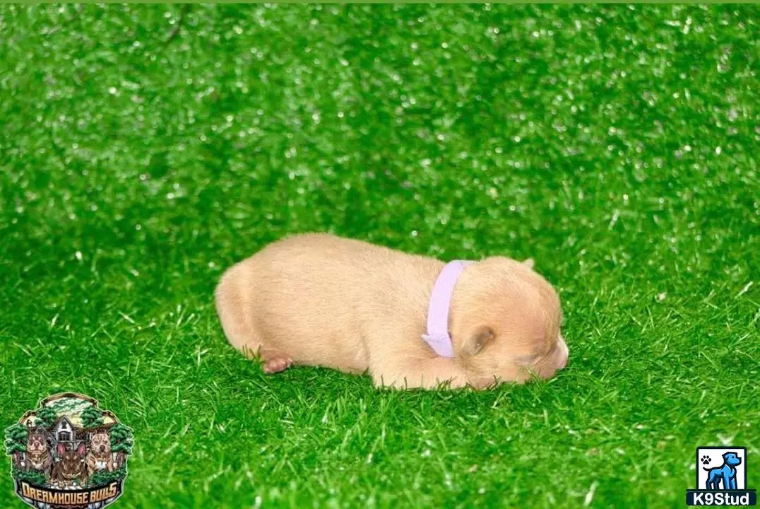 American Bully puppy for sale: a american bully dog lying in the grass