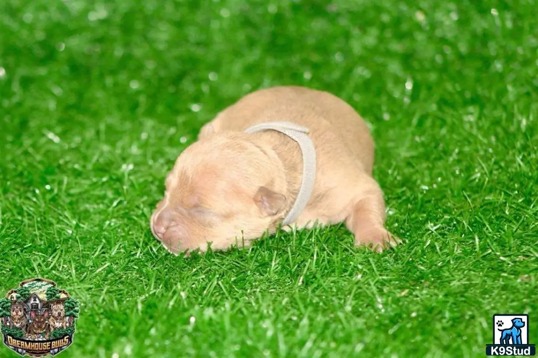 American Bully puppy for sale: a small brown american bully dog lying in the grass with a gold ring around its neck