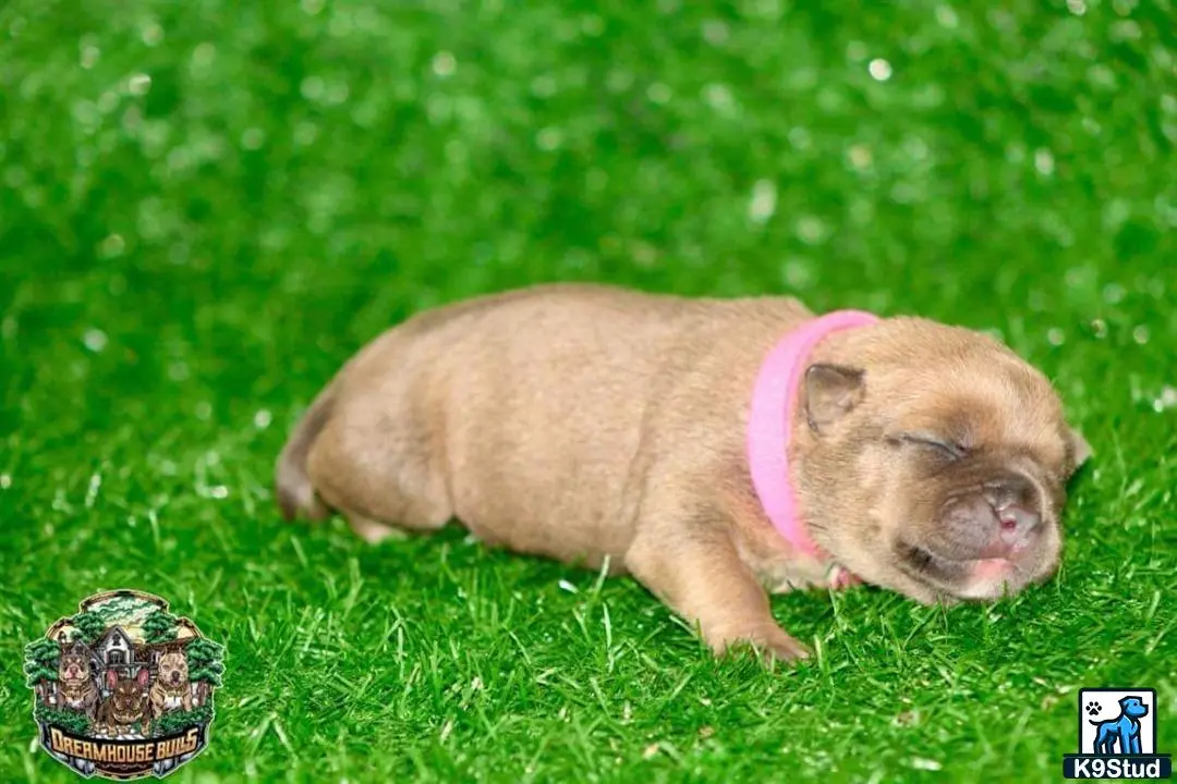 American Bully puppy for sale: a pig lying in grass