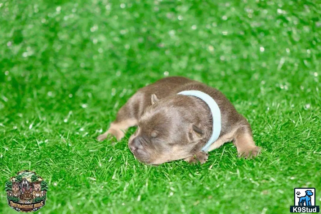 American Bully puppy for sale: a rodent lying in grass