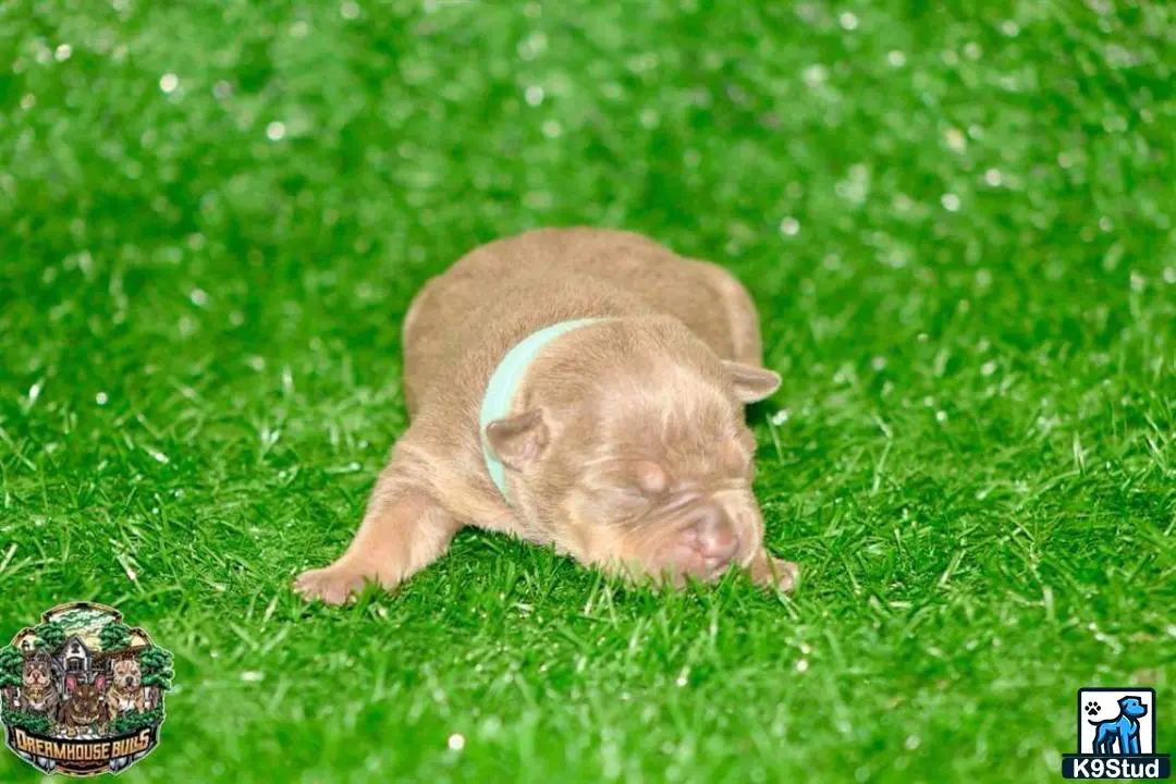 American Bully puppy for sale: a american bully dog lying in the grass
