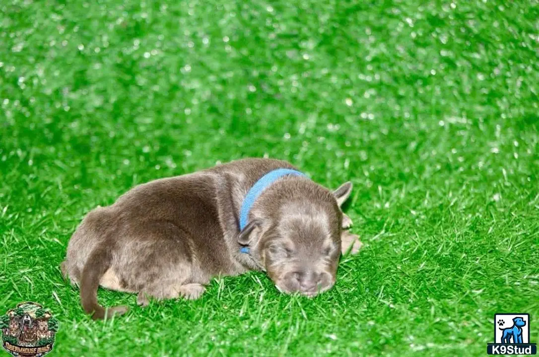 American Bully puppy for sale: a pig lying in the grass
