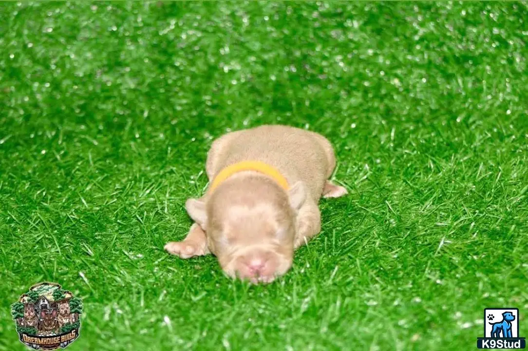 American Bully puppy for sale: a pig wearing a yellow frisbee
