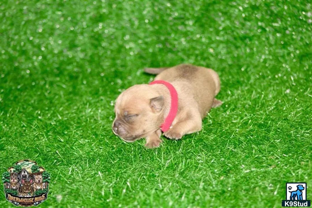 American Bully puppy for sale: a pig lying in grass