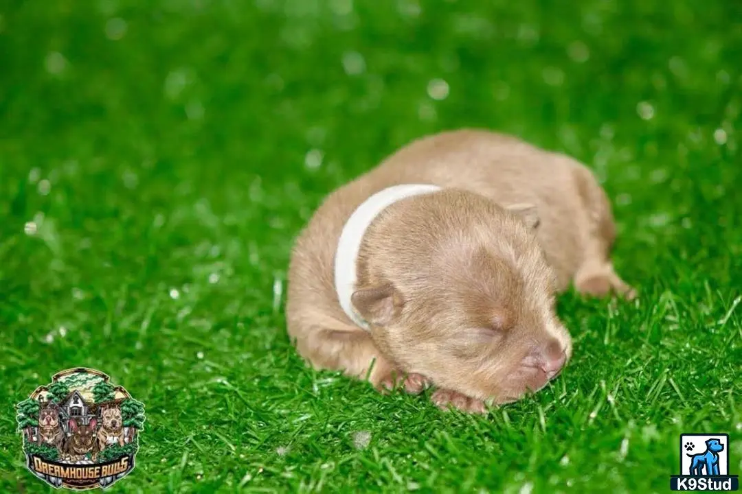 American Bully puppy for sale: a guinea pig in grass