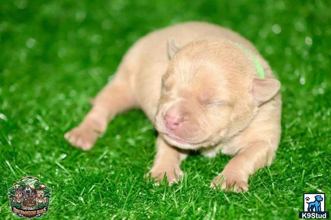 American Bully puppy for sale: a piglet lying on grass