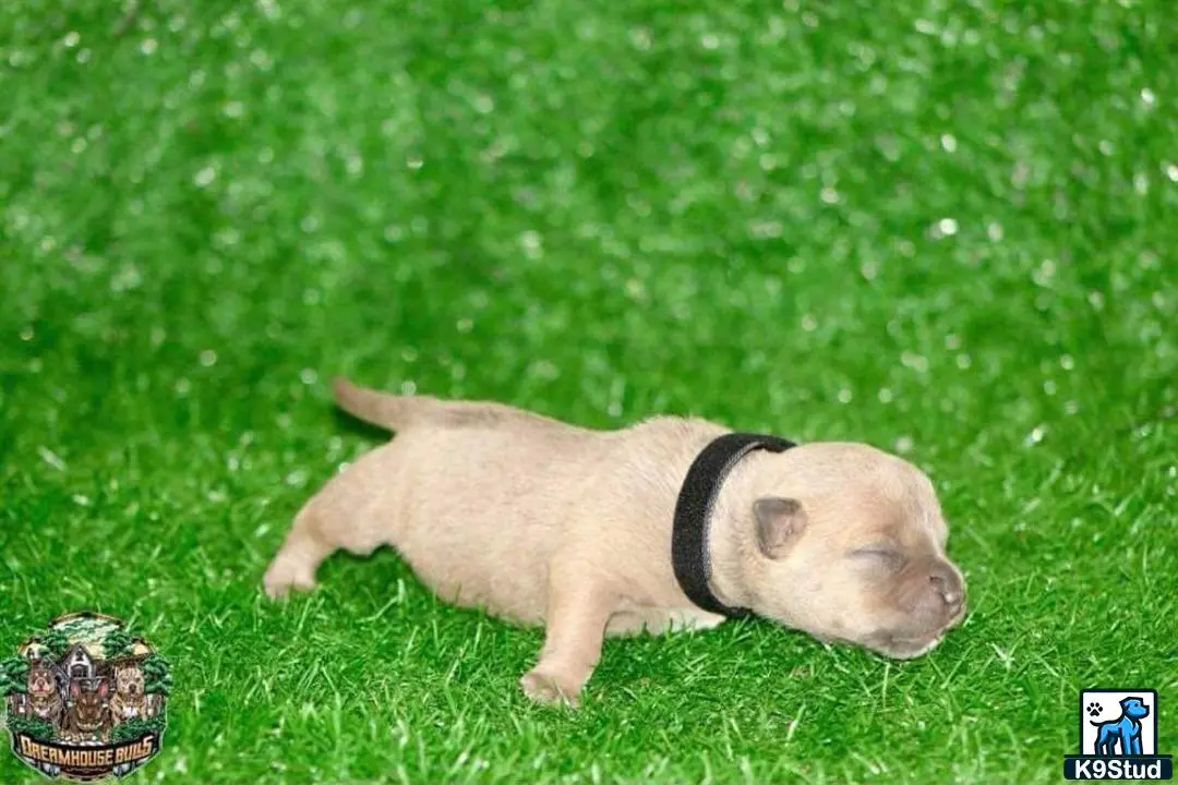 American Bully puppy for sale: a american bully dog in the grass