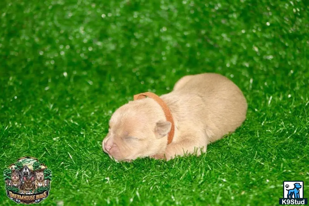 American Bully puppy for sale: a american bully dog lying in the grass