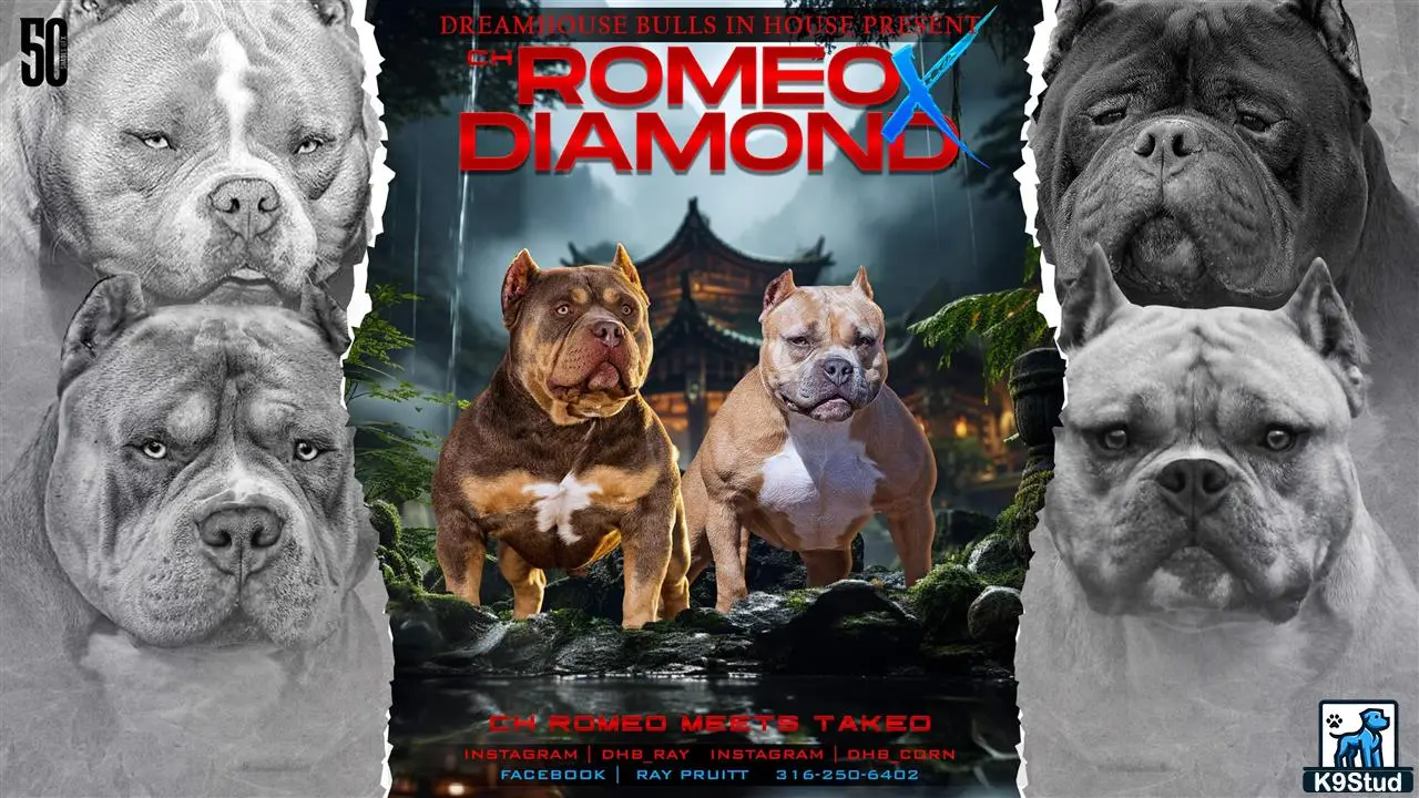 American Bully puppy for sale: a group of american bully dogs