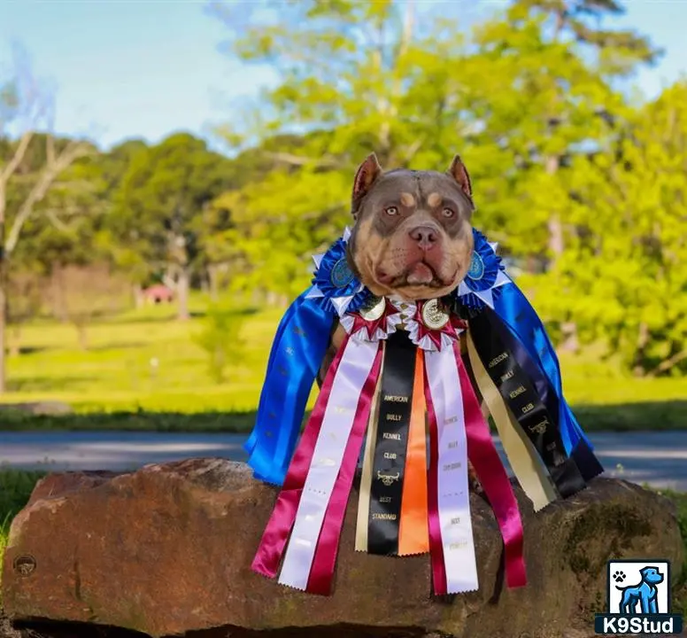 American Bully stud dog: a american bully dog wearing a suit and tie