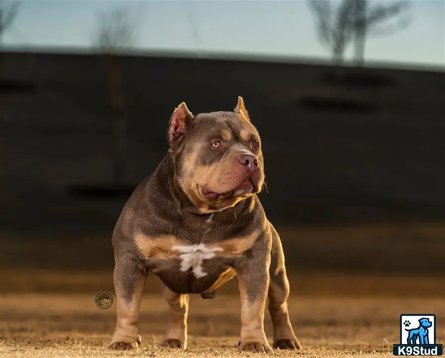 American Bully stud dog: a american bully dog with a stick in its mouth
