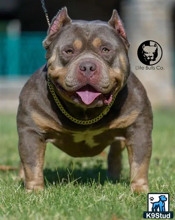 American Bully stud dog: a american bully dog with a collar