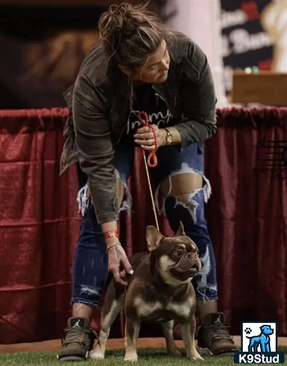 French Bulldog stud dog: a person with a french bulldog dog