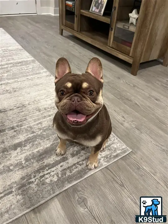 French Bulldog stud dog: a french bulldog dog sitting on a wood floor