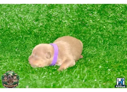 American Bully puppy for sale: a piglet on grass