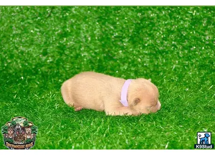 American Bully puppy for sale: a american bully dog lying in the grass