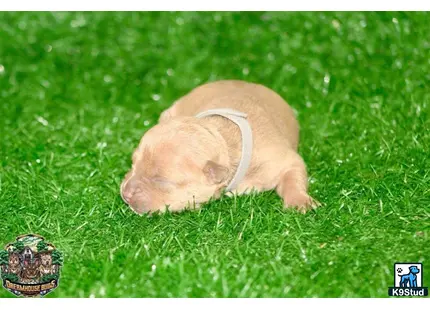 American Bully puppy for sale: a small brown american bully dog lying in the grass with a gold ring around its neck