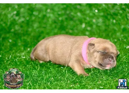 American Bully puppy for sale: a pig lying in grass
