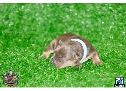 American Bully puppy for sale: a rodent lying in grass