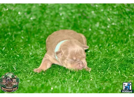American Bully puppy for sale: a american bully dog lying in the grass