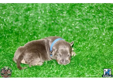 American Bully puppy for sale: a pig lying in the grass