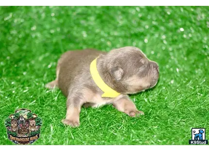 American Bully puppy for sale: a small pig wearing a yellow collar